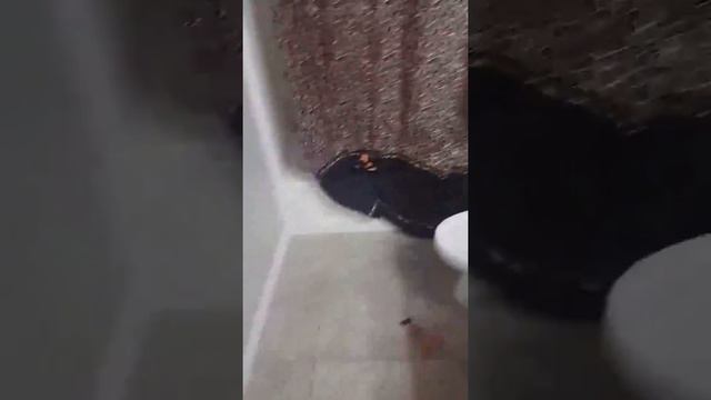 HowToBasic in a nutshell