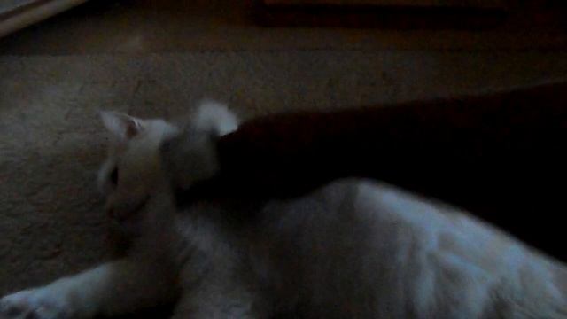 уход за мехом кота смотреть онлайн