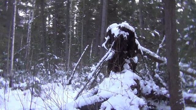 Тайга 1000 Поход Кедровая живица Зима Хотели найти Уснею Набрали Кедровой живицы Кедр Лес