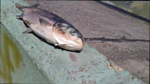 На Матырском водохранилище дохнут толстолобики