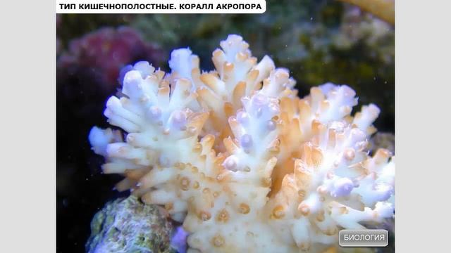 Многообразие видов и среда обитания кишечнополостных