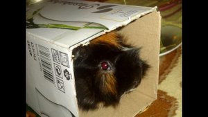 Как у меня появились морские свинки/купить морскую свинку/морская свинка фото/