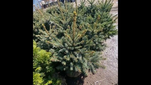 25 апреля 2023 г. Ель Глаука Кейбаб смотреть онлайн