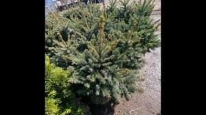 25 апреля 2023 г. Ель Глаука Кейбаб