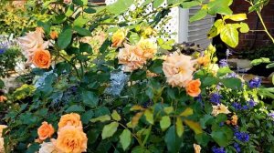 Kordes rose | Bentheimer gold | Best lanscape rose | Super healthy | Non-stop bloomer | Mobile AL