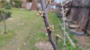 Цветочные почки на плодовых и ягодных растениях в нашем саду. май 2022