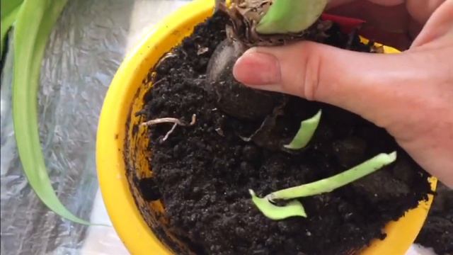 Луковичные комнатные цветы  Пытаюсь развести