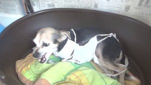 Рак молочной железы у собаки. Нюрочке все удалили