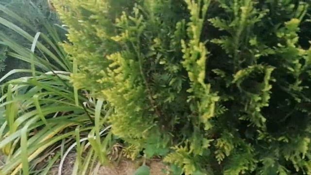 Лимонник китайский (Schisándra chinénsis) в нашем саду - зреют ягоды 2022 смотреть онлайн