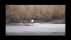 МУЗЫКА МОЕГО КРАЯ