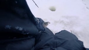 КРАЙНИЙ СЕВЕР ХАРИУС...