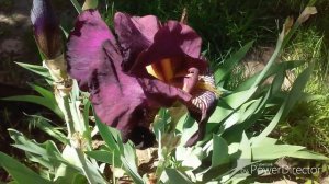 Моя коллекция Ирисов.  My collection of Irises.