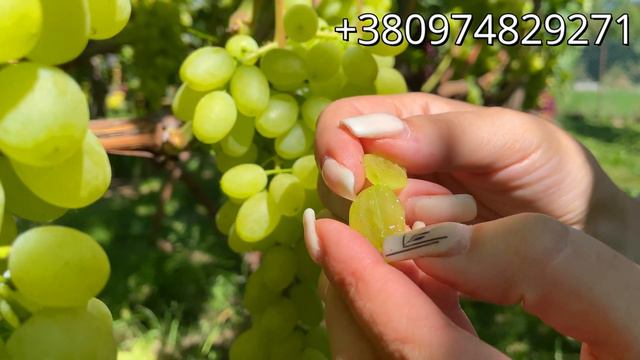 ІРИСКА 2023 смотреть онлайн