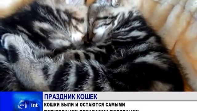 ВСЕМИРНЫЙ ДЕНЬ КОШЕК - АЗЕРБАЙДЖАН 2013 смотреть онлайн