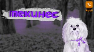 Пекинесы: История и Происхождение породы