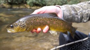 Streamer Fishing for Brown Trout! (ULTRA CLEAR WATER) || North Georgia Trout Pt. 3