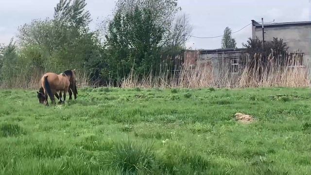 Я ЖИВУ В ДЕРЕВНЕ?! КРАСИВЫЕ ЛОШАДКИ/ПРОГУЛКА/МИР ЖИВОТНЫХ смотреть онлайн