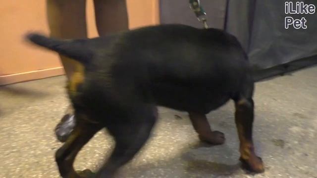 Уход за немецким ягдтерьером смотреть онлайн