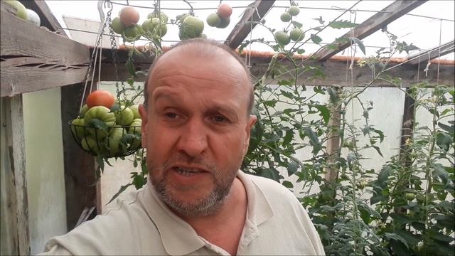 Как победить кладоспориоз или бурую пятнистость на томатах в теплице.