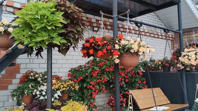 БЕГОНИЯ. ЧЕРЕНКУЮ ПРАВИЛЬНО. КАКИЕ БЕГОНИИ БУДУ СОХРАНЯТЬ? смотреть онлайн