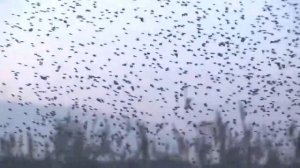 Патрик Дойл