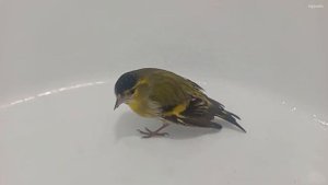 Чижик сидит на руке, принимает ванну и пьет воду. #птичка #ручныептицы #чижптица #чиж #чижик