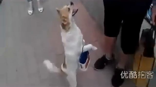 Умнейшая собачка! Все повторяет за хозяйкой!