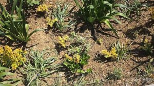 Planting 60 Sedum rupestre 'Angelina' |  Lithodora 'Heavenly Blue' |zone 7b