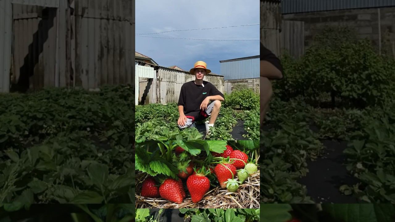 Зацвела клубника, значит пора делать эту подкормку , чтобы урожая было в разы больше смотреть онлайн