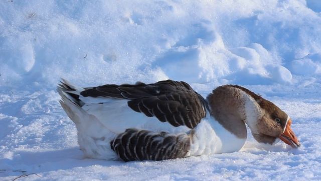 Автофокусировка с объективом Canon EF-S 55-250mm f/4-5.6 IS II смотреть онлайн