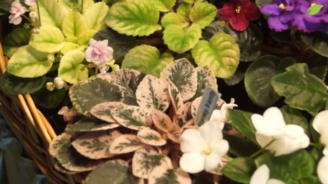 Уход за фиалками в домашних условиях смотреть онлайн