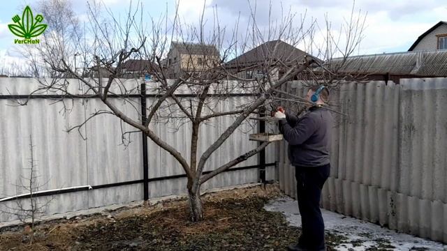 Правильная обрезка вишни.