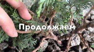 БОНСАЙ ИЗ КИПАРИСОВИКА ТУПОГО “GRACILIS” (9)