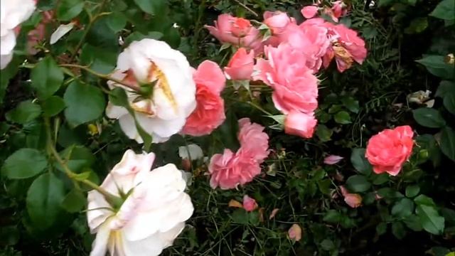 Розы Christofer Marlowe и William Shakespeare 2000 смотреть онлайн