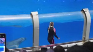 Москвариум / дельфины / шоу,,Кругосветное путешествие'' / 09.11.19