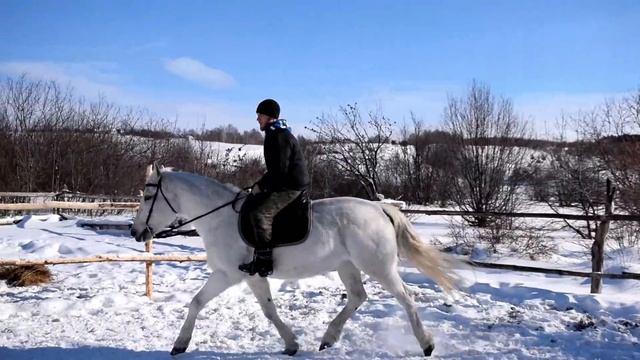ОБУЧЕНИЕ НОВИЧКА ЕЗДИТЬ ВЕРХОМ НА ЛОШАДИ смотреть онлайн
