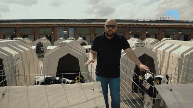 Выращивание ремонтного молодняка: от отела до отела. 1 серия "Группа телят 0-3 месяца". смотреть онлайн