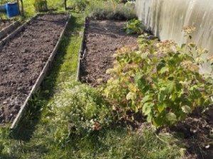 Подготовка земли под картофель осенью, после уборки