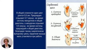 Биология, 11-й класс, Кровеносная система человека: строение сердца