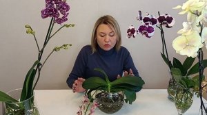 Как выбрать вазу для орхидеи без грунта