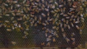 Что ПЧЁЛЫ ДЕЛАЮТ НОЧЬЮ в ПРОЗРАЧНОМ УЛЬЕ.?