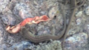 Выпускаем сеголеток прыткой ящерицы в природу