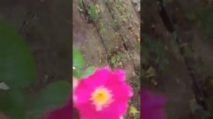 Роза Ночная сова.