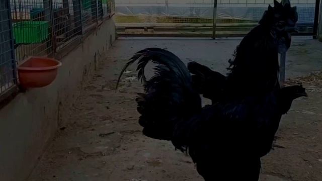Indonesian Black Ayam Cemani Imported Breed in Pakistan @ Affordable Price смотреть онлайн
