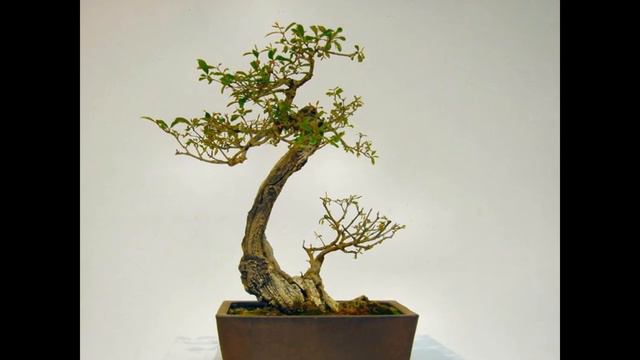 Punica Granatum Pomegranate смотреть онлайн