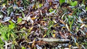 Рыбалка на налима. Проверка закидушек 16.10.23г