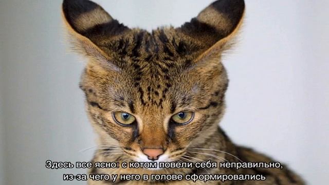 Психология кошек и котов: особенности поведения
