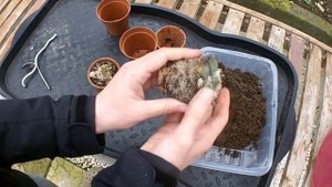 Re potting my Ariocarpus cactus plants ( Ariocarpus retusus & Ariocarpus agavoides )