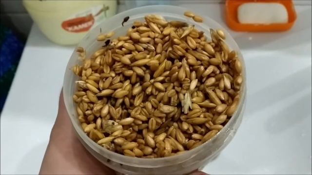 лакомство для курочек, как проращивать пшеницу в домашних условиях