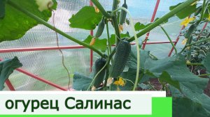 Огурец Салинас. Теплица. Удмуртия.